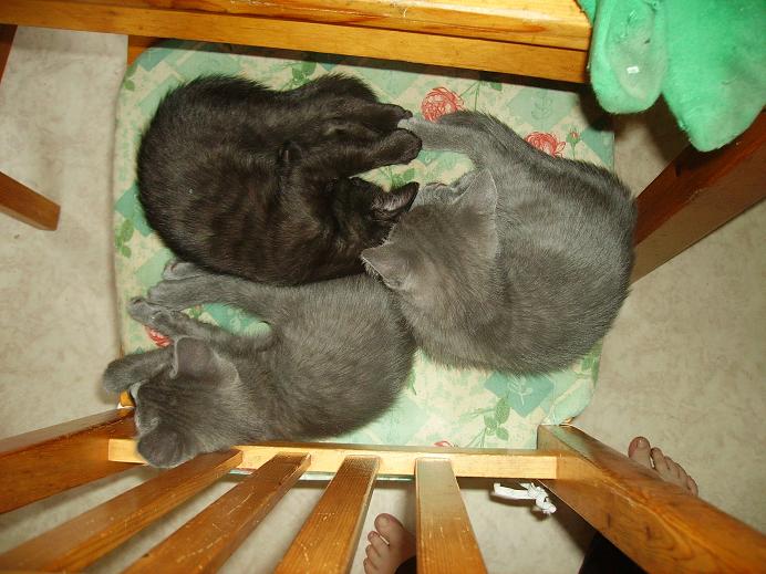2 blåa katter och en svart.    Foto: Zara Cassepierre. 